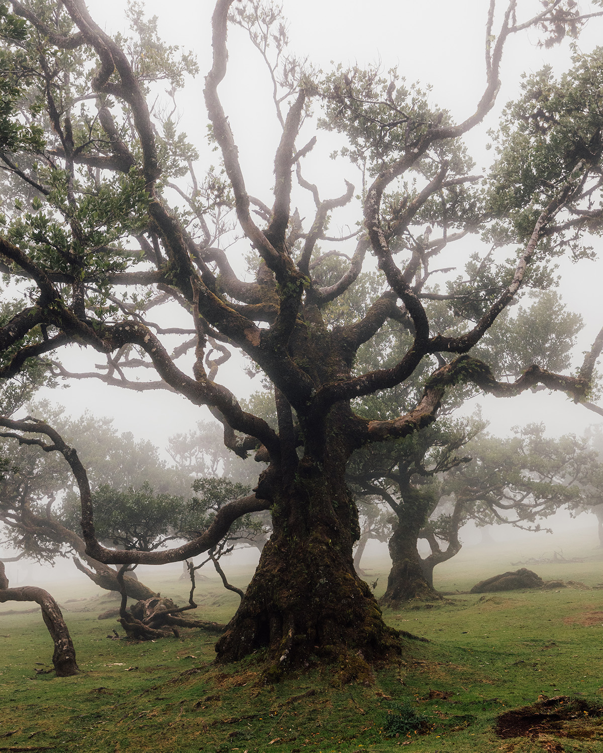 Mystischer Morgennebel im Fanalwald auf Madeira – geheimnisvolle Lorbeerbäume im dichten Wald, perfekter Fotospot für Madeira Naturreise, Wanderurlaub und Abenteuerurlaub auf der Atlantikinsel