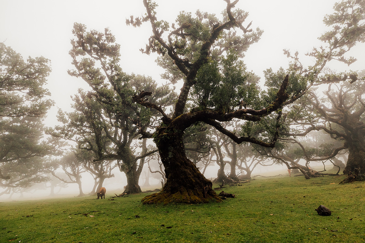 Dichter Nebel im Fanalwald auf Madeira – mystische Stimmung zwischen knorrigen Lorbeerbäumen, beeindruckendes Naturerlebnis für Madeira Rundreise und Wanderurlaub in Portugal