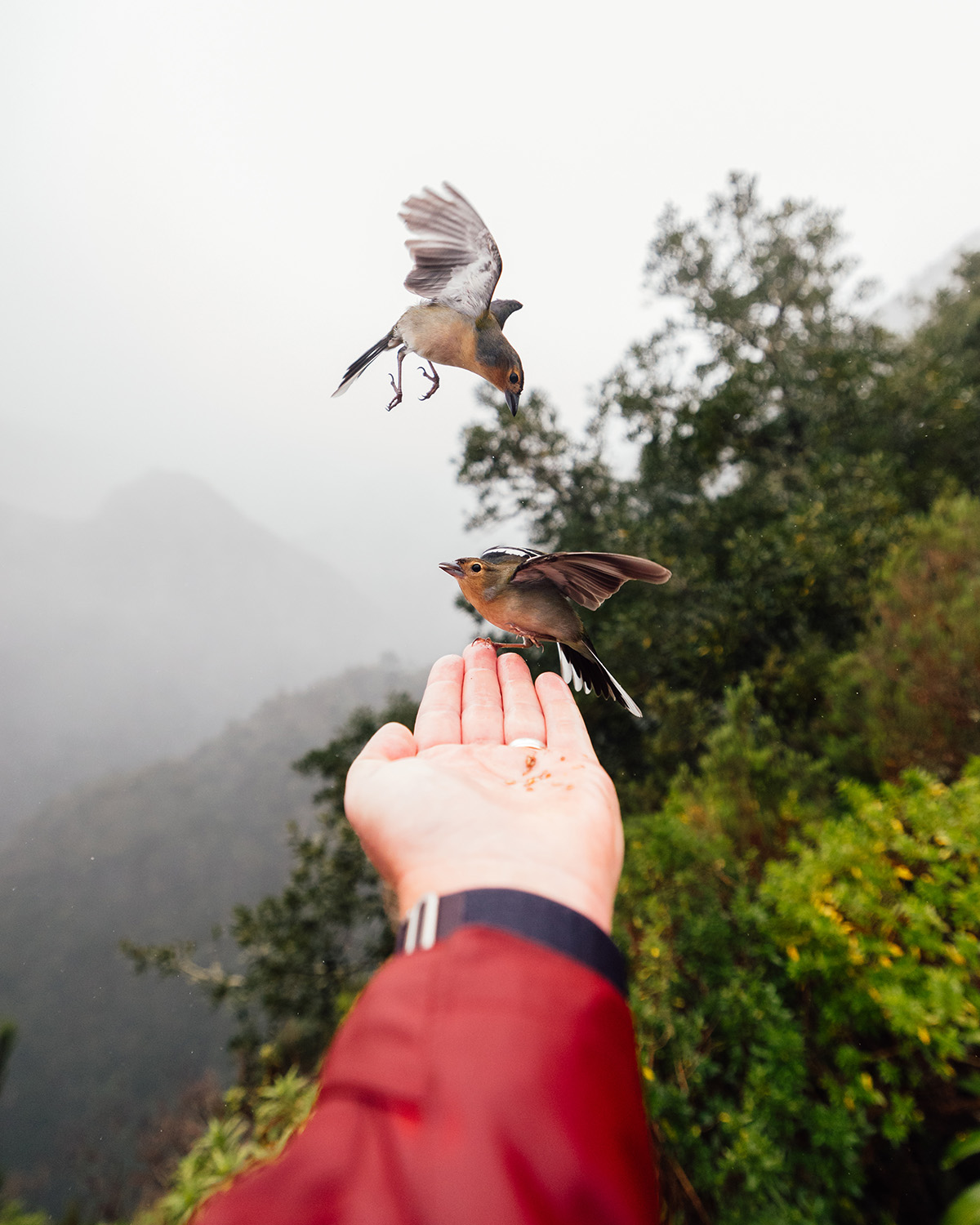 Vögel am Aussichtspunkt Balcões auf Madeira – atemberaubender Blick ins Tal, beliebtes Ziel für Madeira Naturreise, Wanderurlaub und Outdoor-Abenteuer auf der Atlantikinsel