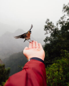 Vögel füttern am Aussichtspunkt Balcões auf Madeira – Wanderer genießen die Natur und Tierbeobachtung, beliebtes Ziel für Madeira Wanderurlaub, Naturreise und Familienaktivitäten auf der Atlantikinsel