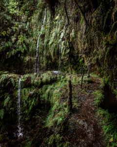 Wanderweg entlang der Levadas auf Madeira – schmaler Pfad durch dschungelartige Vegetation im Lorbeerwald, beliebtes Highlight für Madeira Wanderurlaub, Trekking und Naturreise in Portugal