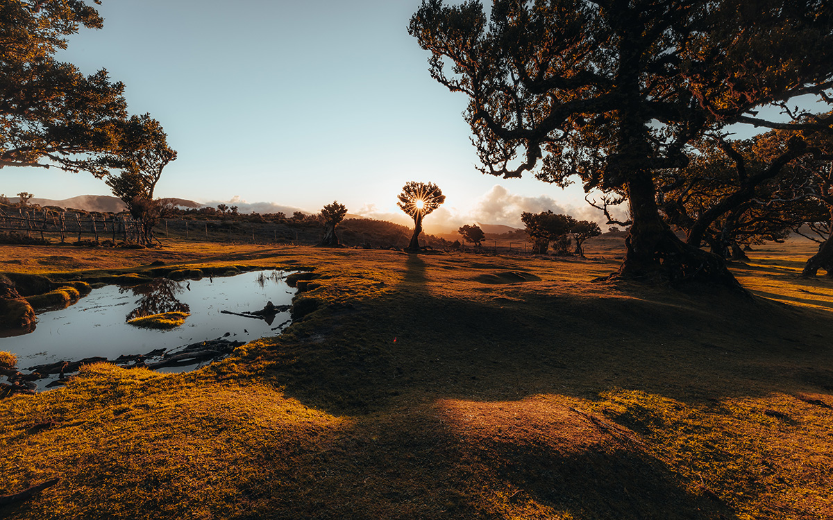 Sonnenuntergang im Fanalwald auf Madeira – mystischer Lorbeerwald mit moosbewachsenen Bäumen, beliebtes Reiseziel für Natur- und Wanderurlaub auf der Atlantikinsel