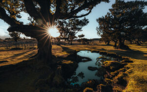 Sonnenaufgang im Fanalwald auf Madeira mit kleinem See im Vordergrund – mystischer Lorbeerwald im Morgennebel, beliebtes Ziel für Naturreise, Wanderurlaub und Madeira Rundreise