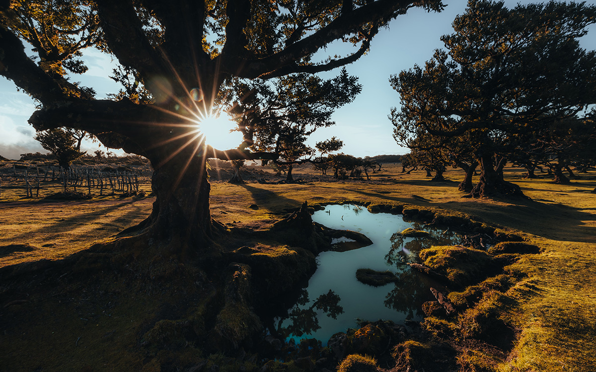 Sonnenaufgang im Fanalwald auf Madeira mit kleinem See im Vordergrund – mystischer Lorbeerwald im Morgennebel, beliebtes Ziel für Naturreise, Wanderurlaub und Madeira Rundreise