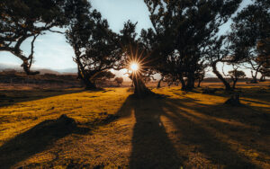 Sonnenaufgang im Fanalwald auf Madeira mit Sonnenstern zwischen den uralten Lorbeerbäumen – magischer Fotospot für Madeira Naturreise, Wanderurlaub und Landschaftsfotografie in Portugal