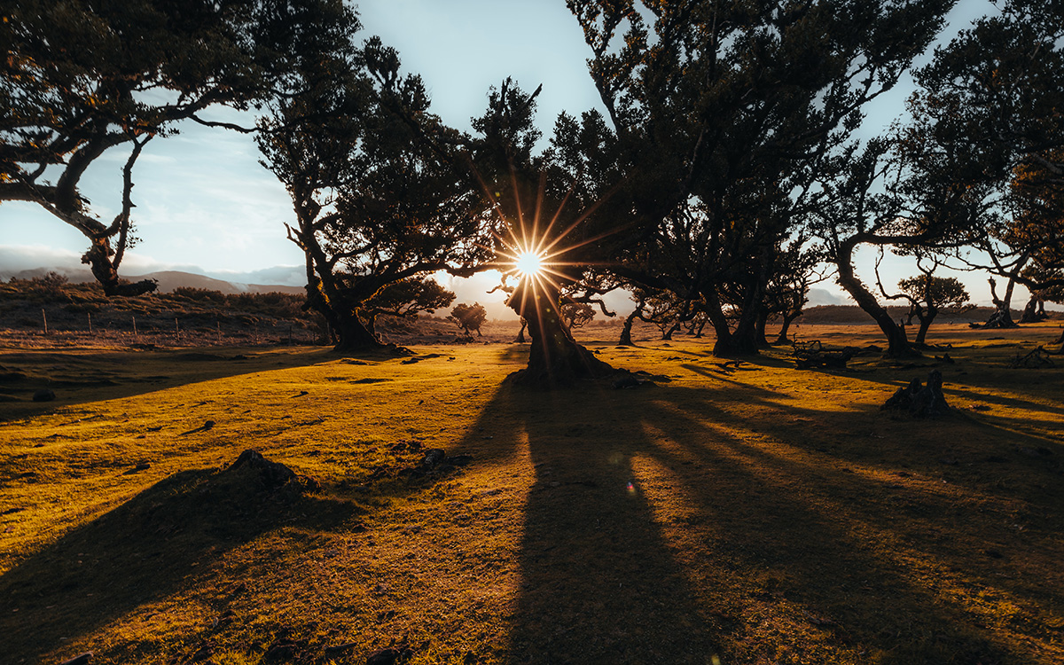 Sonnenaufgang im Fanalwald auf Madeira mit Sonnenstern zwischen den uralten Lorbeerbäumen – magischer Fotospot für Madeira Naturreise, Wanderurlaub und Landschaftsfotografie in Portugal