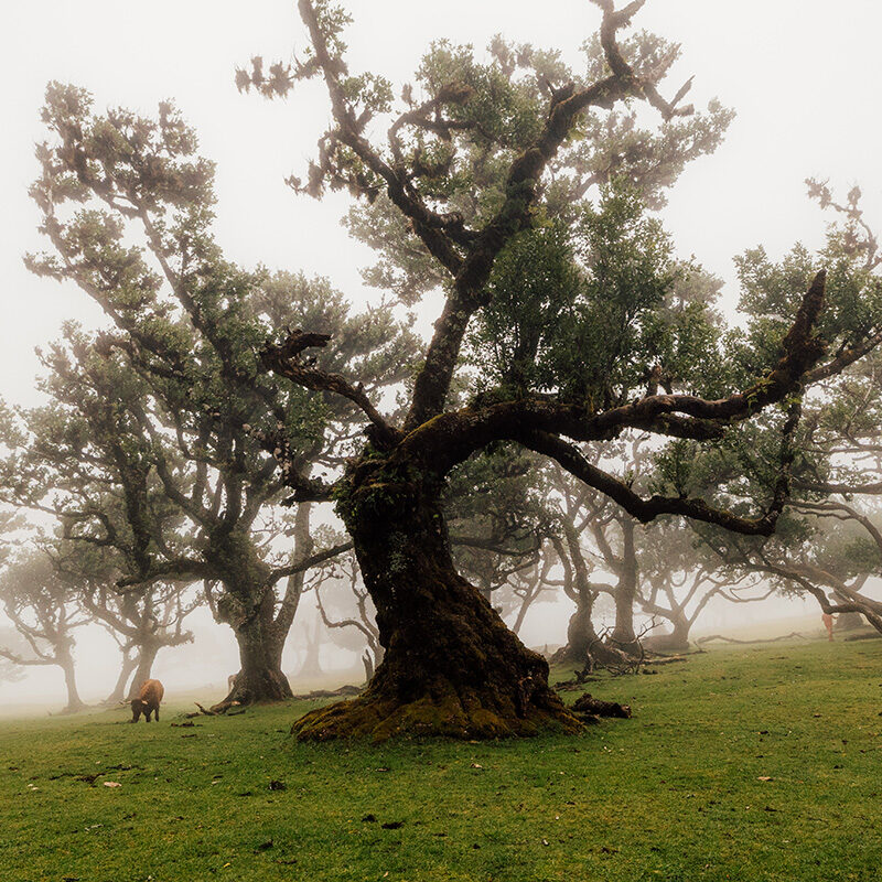 Dichter Nebel im Fanalwald auf Madeira – mystische Stimmung zwischen knorrigen Lorbeerbäumen, beeindruckendes Naturerlebnis für Madeira Rundreise und Wanderurlaub in Portugal