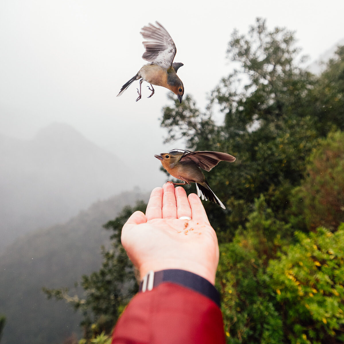 Vögel am Aussichtspunkt Balcões auf Madeira – atemberaubender Blick ins Tal, beliebtes Ziel für Madeira Naturreise, Wanderurlaub und Outdoor-Abenteuer auf der Atlantikinsel
