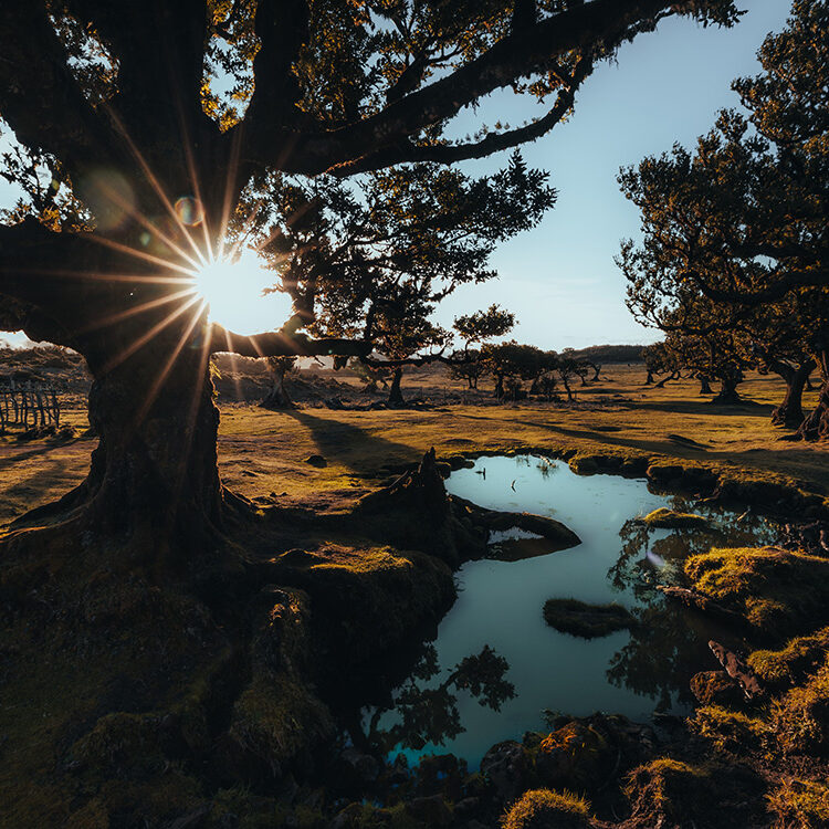 Sonnenaufgang im Fanalwald auf Madeira mit kleinem See im Vordergrund – mystischer Lorbeerwald im Morgennebel, beliebtes Ziel für Naturreise, Wanderurlaub und Madeira Rundreise